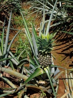 CostaRica - ananas 0473